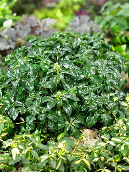 Pachysandra terminalis Green Sheen
