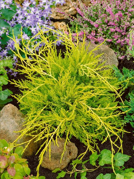 Juniperus chinensis Old Gold