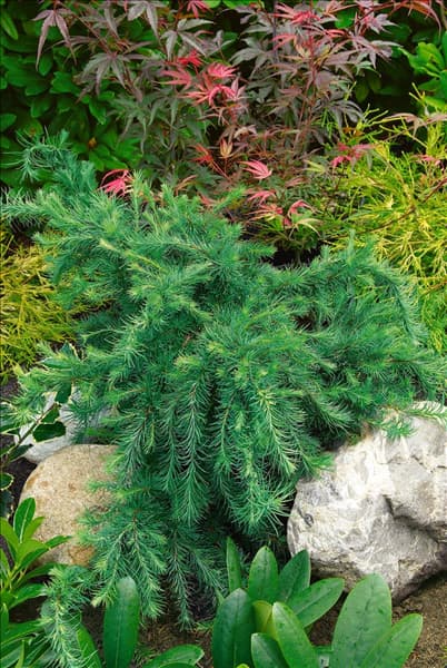 Larix decidua Little Bogle