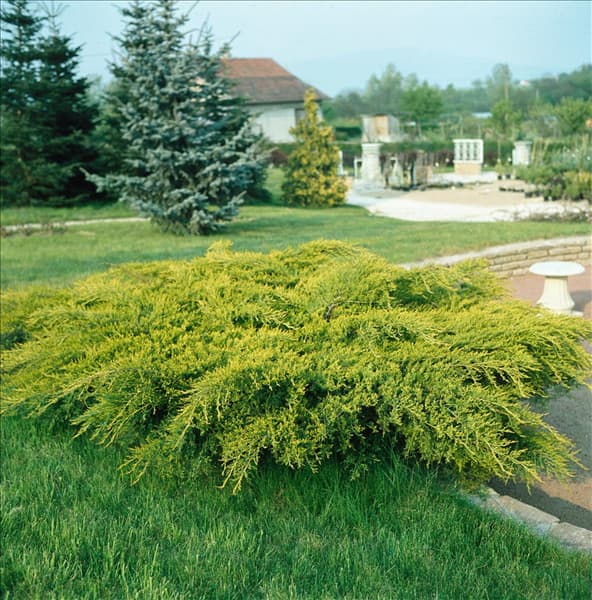 Juniperus chinensis Old Gold