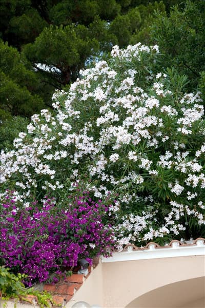 Nerium oleander, Bougainvillea