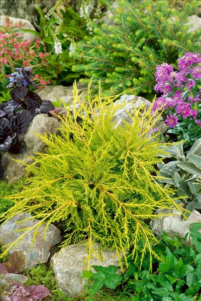 Juniperus chinensis Old Gold