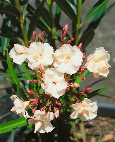 Nerium oleander Mrs Anderson