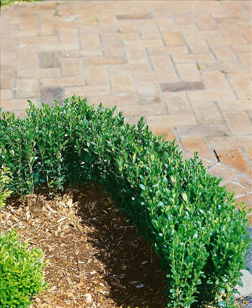 Ilex crenata Fastigiata