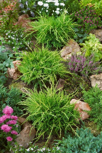 Juniperus media Old Gold