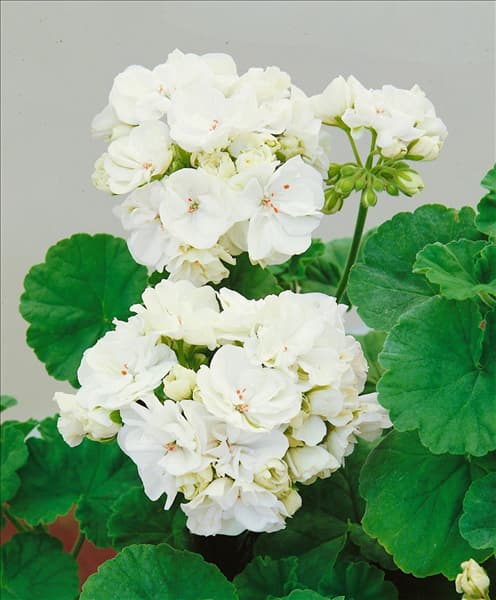 PELARGONIUM ZONALE white