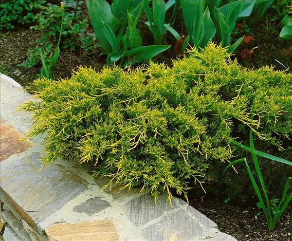 Juniperus chinensis Old Gold