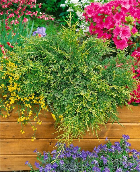 Juniperus chinensis Old Gold