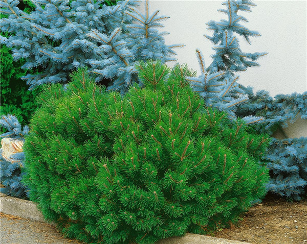 Pinus mugo