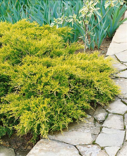 Juniperus chinensis Old Gold