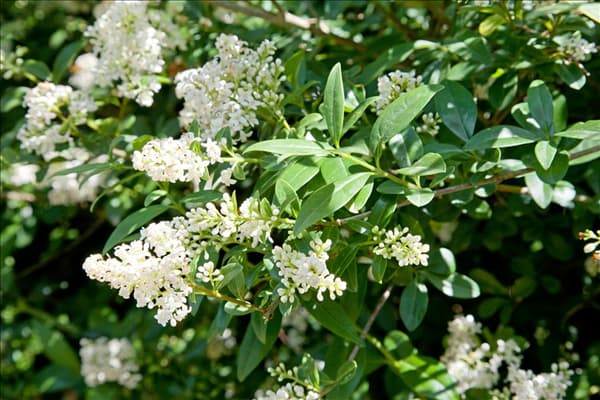 Ligustrum vulgare Atrovirens