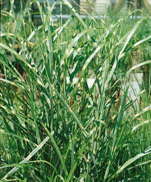 Miscanthus sinensis Strictus