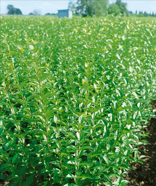 LIGUSTRUM VULGARE ATROVIRENS