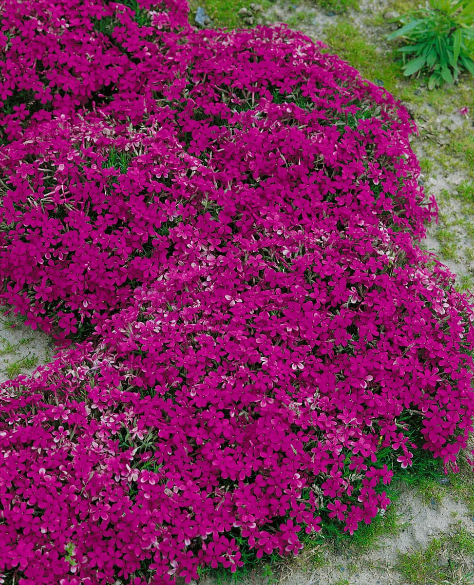 PHLOX DOUGLASII CRACKERJACK
