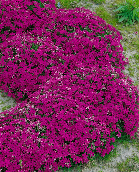 PHLOX DOUGLASII CRACKERJACK