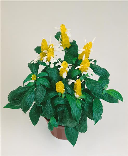 Pachystachys lutea