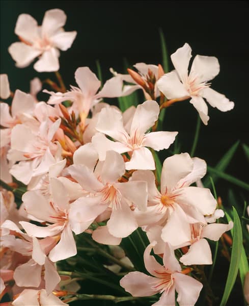 Nerium oleander 'Petite Salmon'
