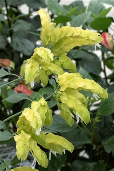 Pachystachys lutea