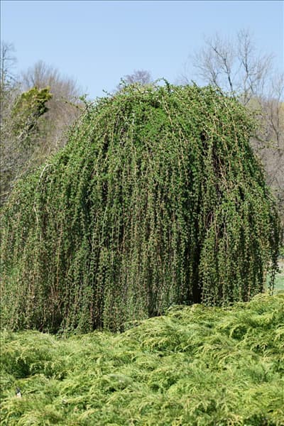 Larix decidua Pendula