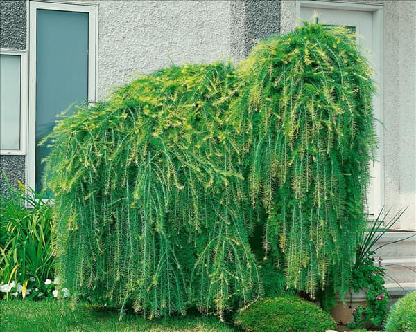 LARIX decidua Pendula
