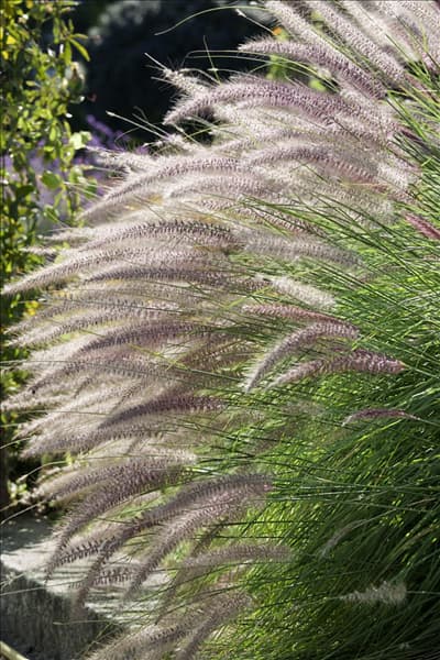 Pennisetum alopecuroides