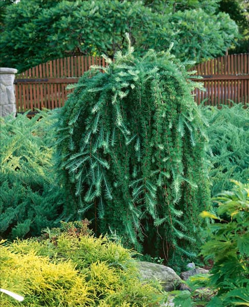 LARIX decidua Pendula