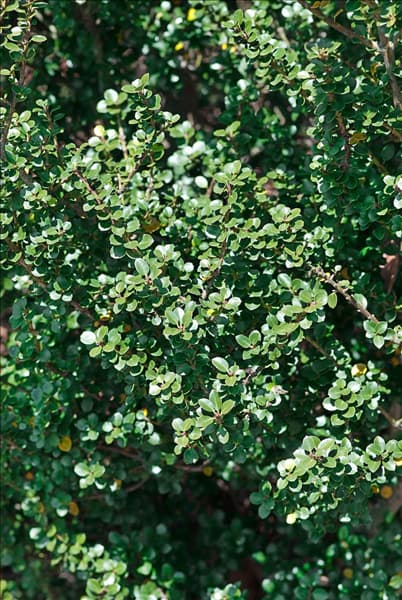 Ilex crenata Dwarf Pagoda