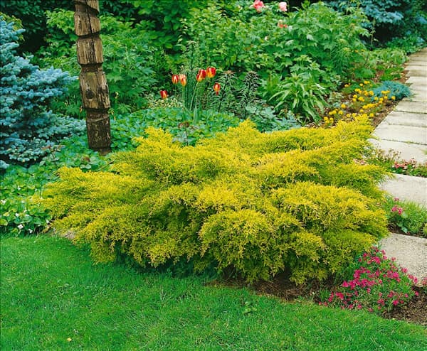 Juniperus chinensis Pfitzeriana Aurea