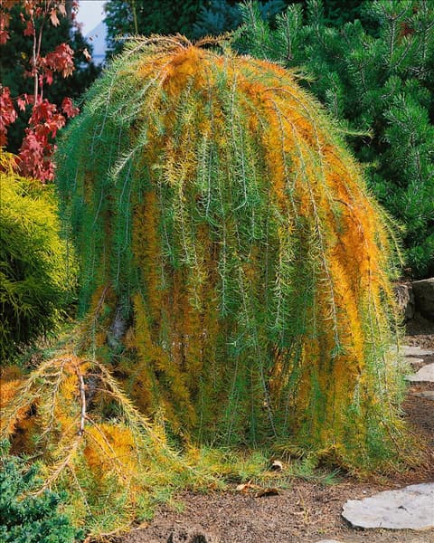 LARIX decidua Pendula