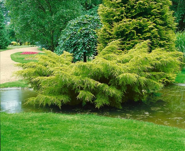 Juniperus chinensis Pfitzeriana Aurea