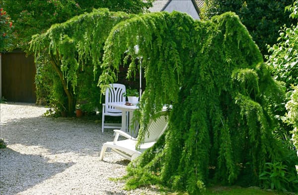 Larix decidua Pendula