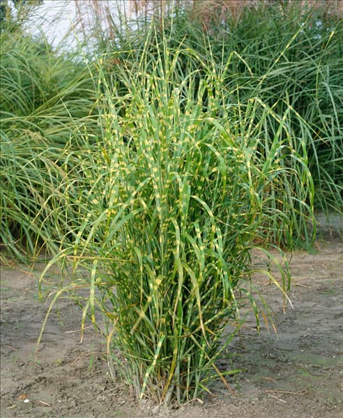 Miscanthus sinensis Zebrinus