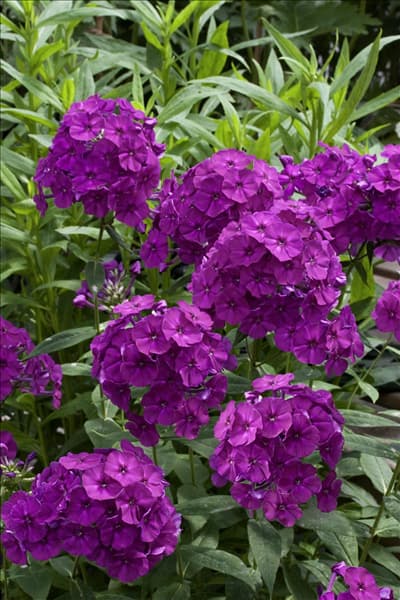 Phlox paniculata Wendy House