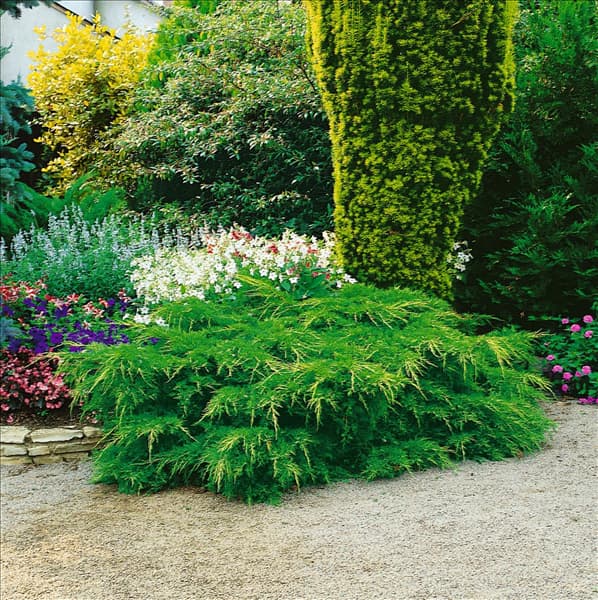 Juniperus chinensis Pfitzeriana Aurea