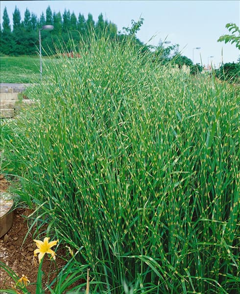Miscanthus sinensis Zebrinus