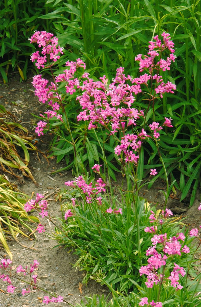 Silene viscaria