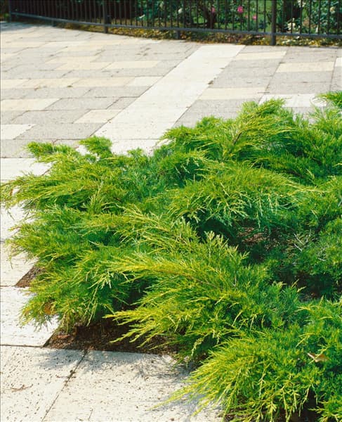 Juniperus chinensis Pfitzeriana Aurea