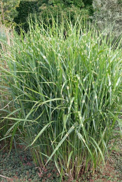 Miscanthus sinensis Zebrinus
