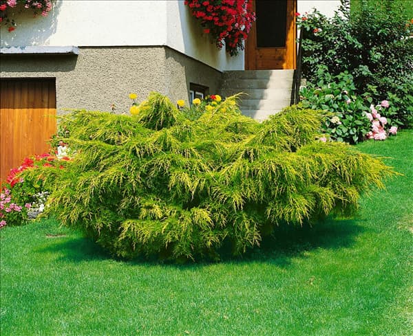 Juniperus chinensis Pfitzeriana Aurea