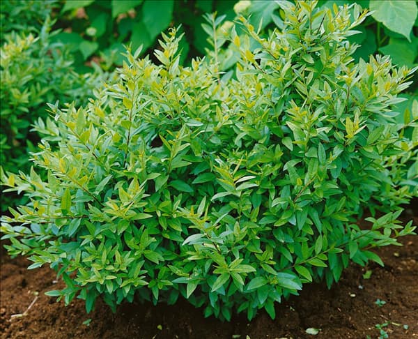 LIGUSTRUM VULGARE LODENSE