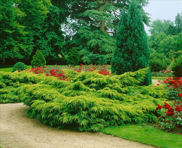 Juniperus chinensis Pfitzeriana Aurea