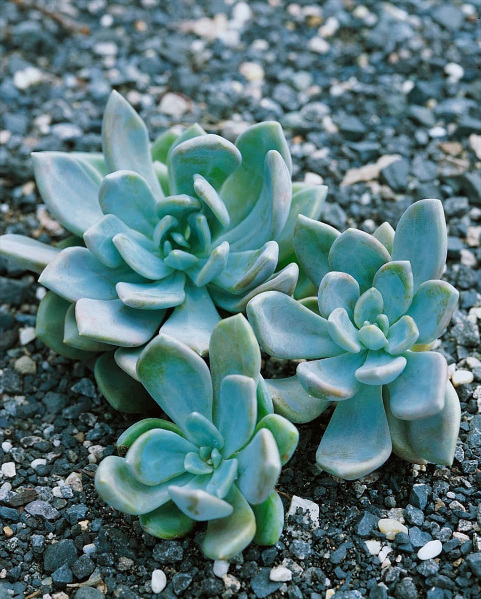 X Pachyveria sp.