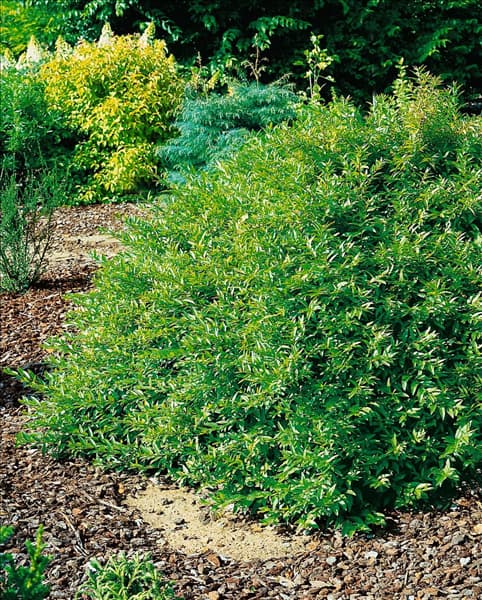 Ligustrum vulgare Lodense
