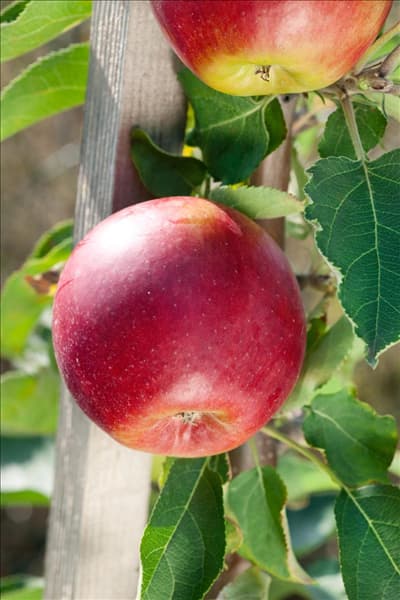 Malus domestica Suncats