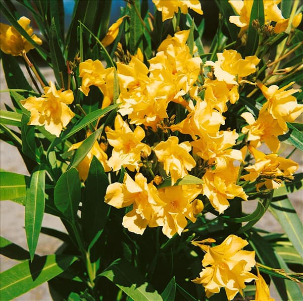Nerium oleander