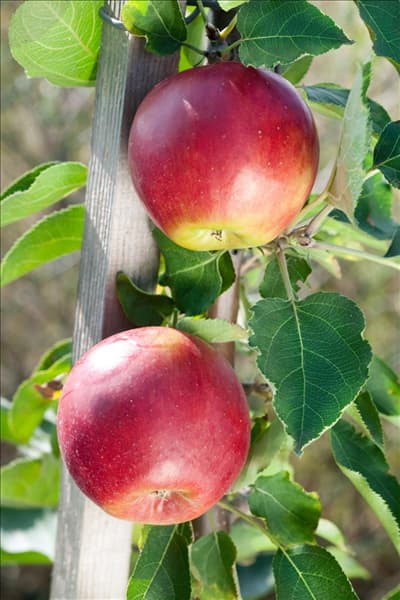 Malus domestica Suncats
