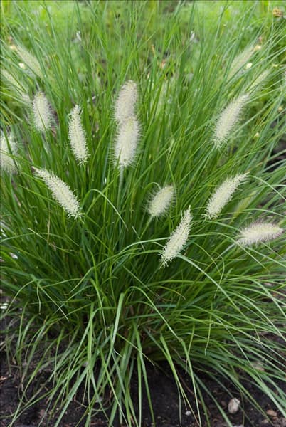 Pennisetum alopecuroides Hameln