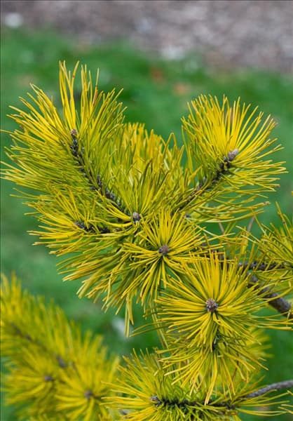 Pinus mugo Carsten