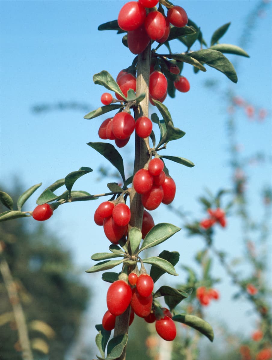 Lycium barbarum