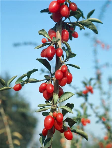 Lycium barbarum